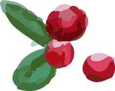 Illustration of redberries